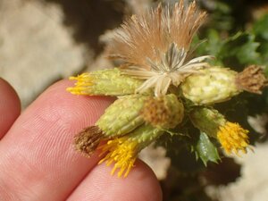 Hazardia squarrosa obtusa Flower